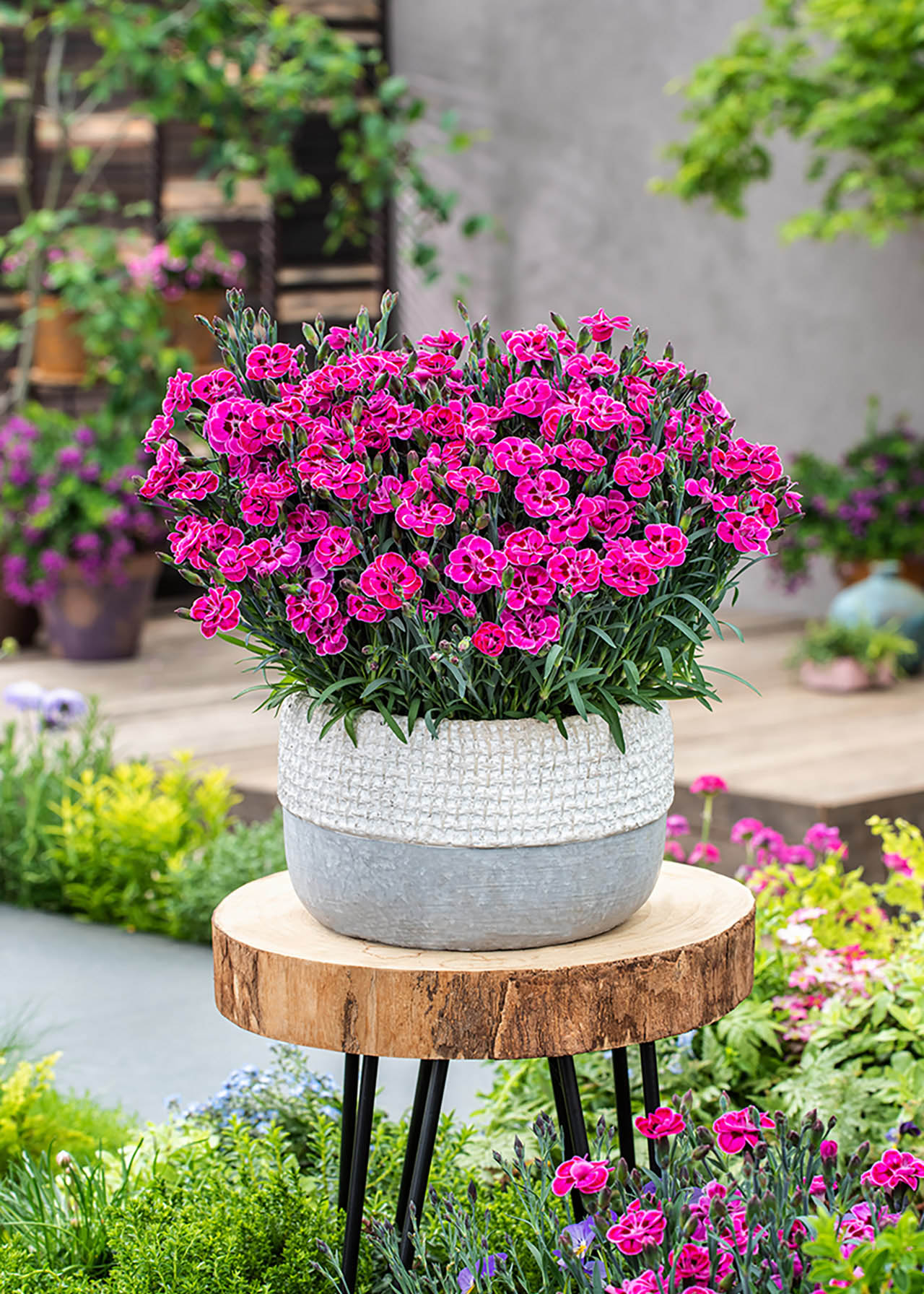 Dianthus Purple Wedding 12cm