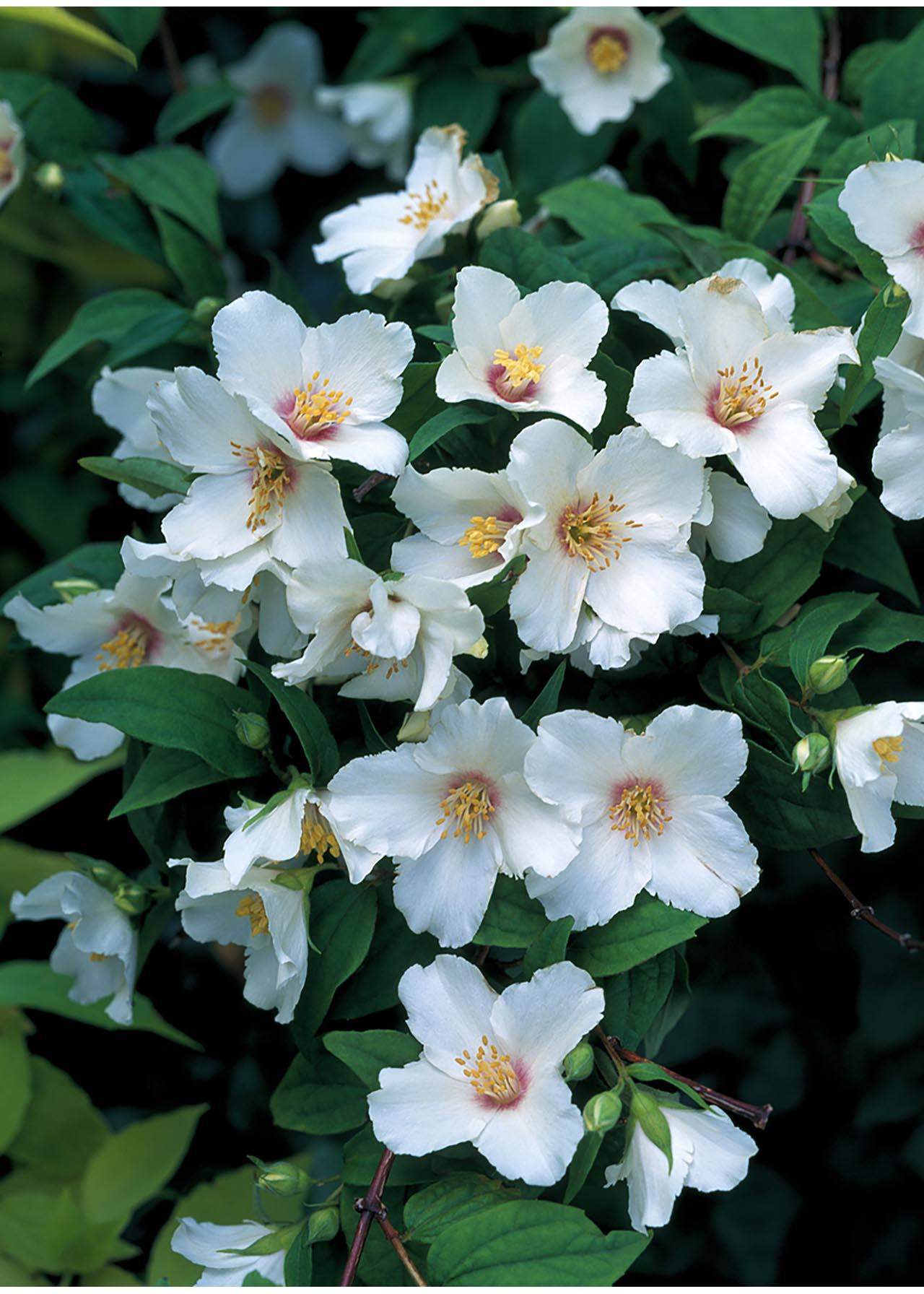 Philadelphus Belle Etoile 4.6ltr