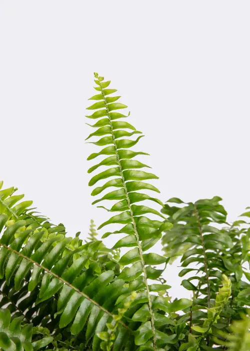 Nephrolepis Exaltata Green Lady 17cm