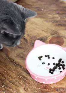 Happy Pet Polka Cat Bowl Pink