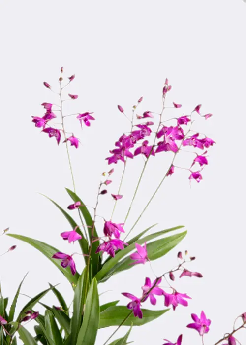 A photo of Dendrobium Berry Oda 12cm