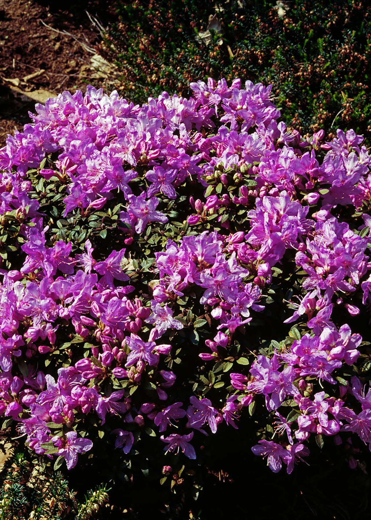 Rhododendron Dwarf 4ltr