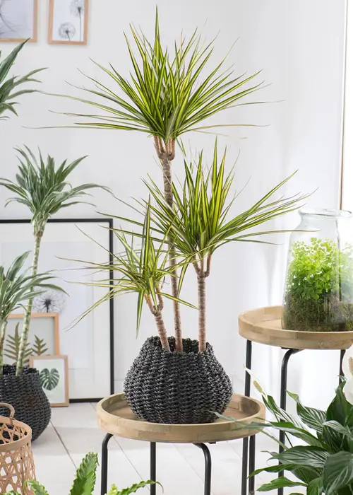 Dracaena Marginata 27cm
