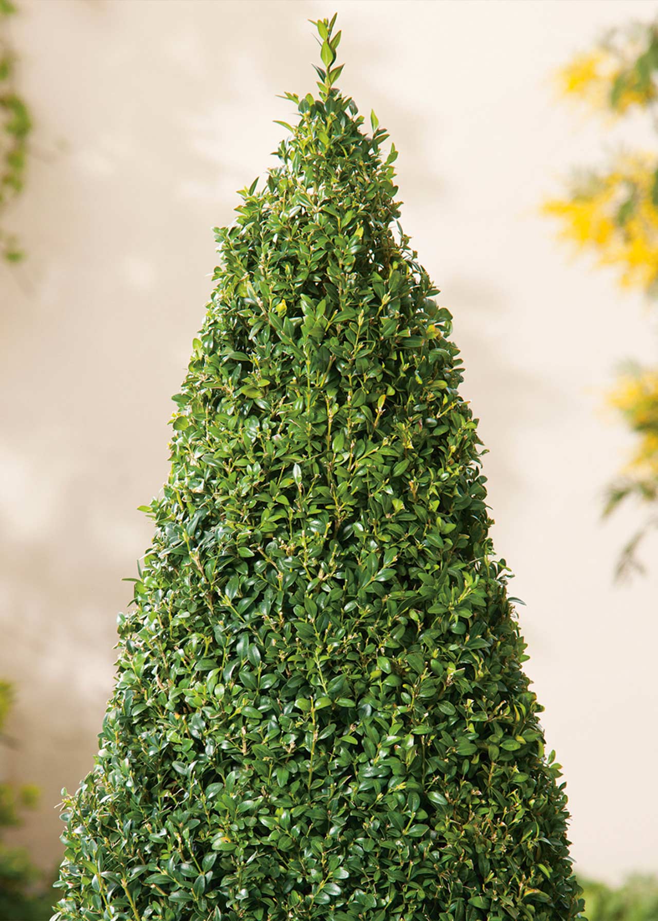 Buxus Pyramid 60cm 4ltr