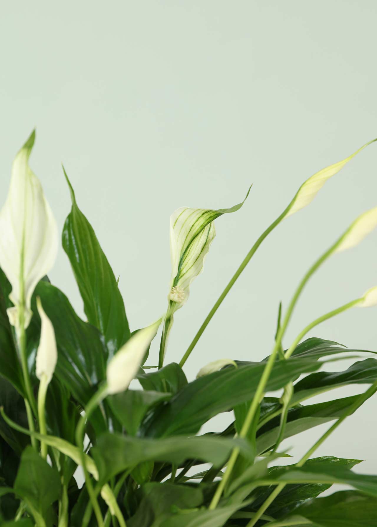 Spathiphyllum bellini 13cm