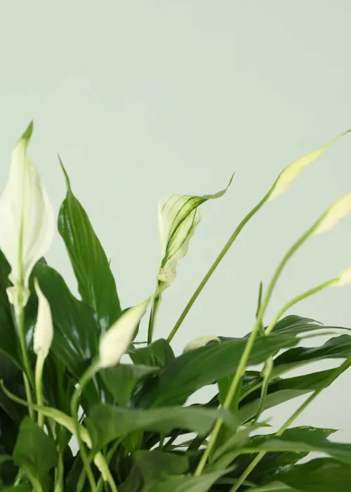 Spathiphyllum Bellini 13cm