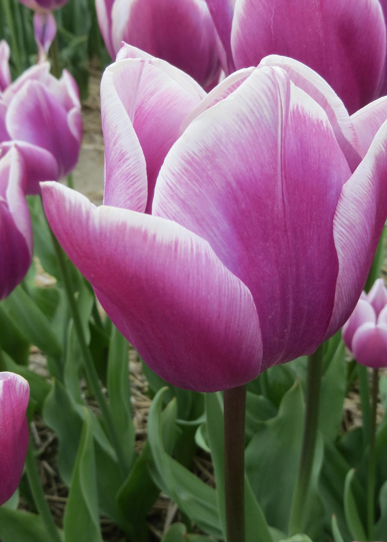 Tulip Purple & White Combinations Pack of 18 Dobbies Garden Centres