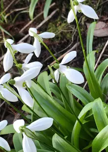 Snowdrop (Galanthus Woronowii) Pack of 12
