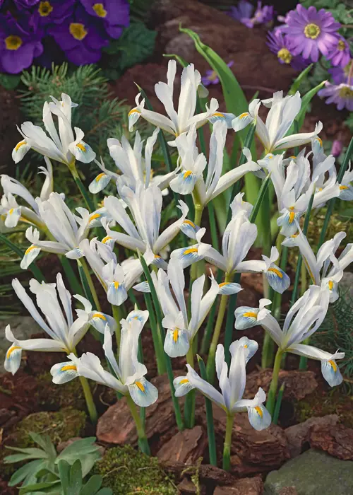 A photo of Iris Reticulata Frozen Planet Pack of 6