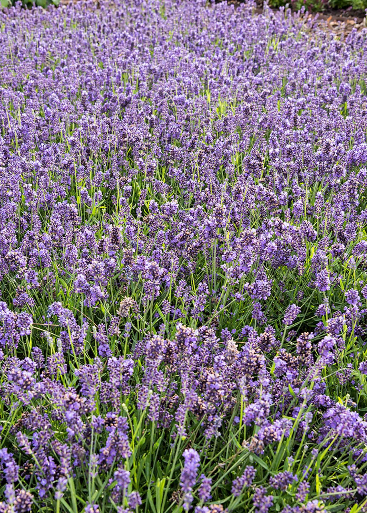 Lavandula Essence Purple 7.5ltr
