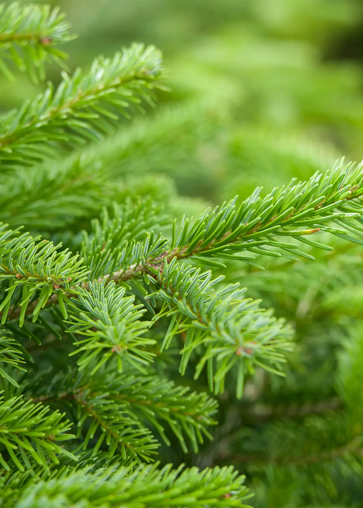 A photo of 4-5ft Fresh Cut Nordmann Fir Real Christmas Tree 120-150cm