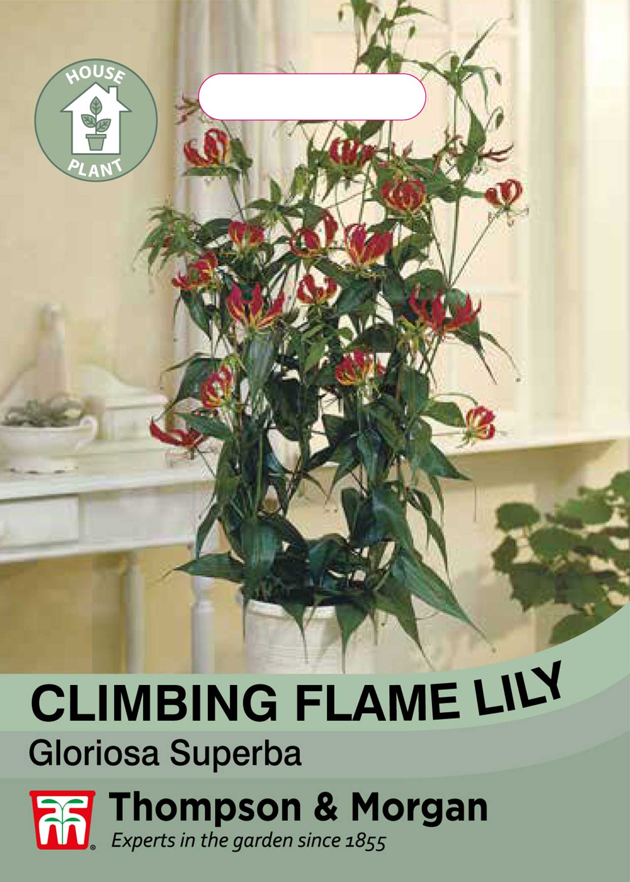 Climbing Flame Lily Seeds Dobbies Garden Centres