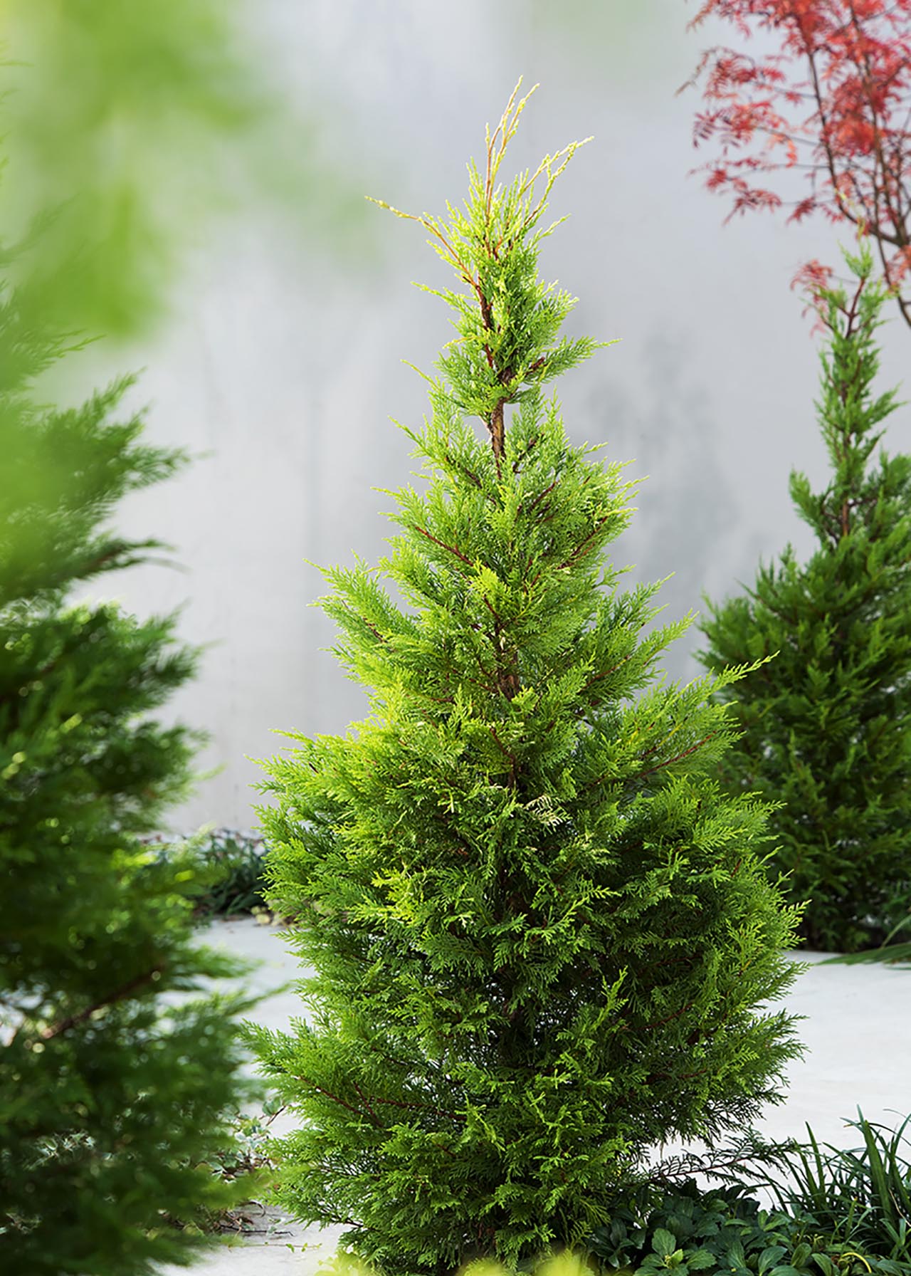 Cupressocyparis Leylandii 4ltr