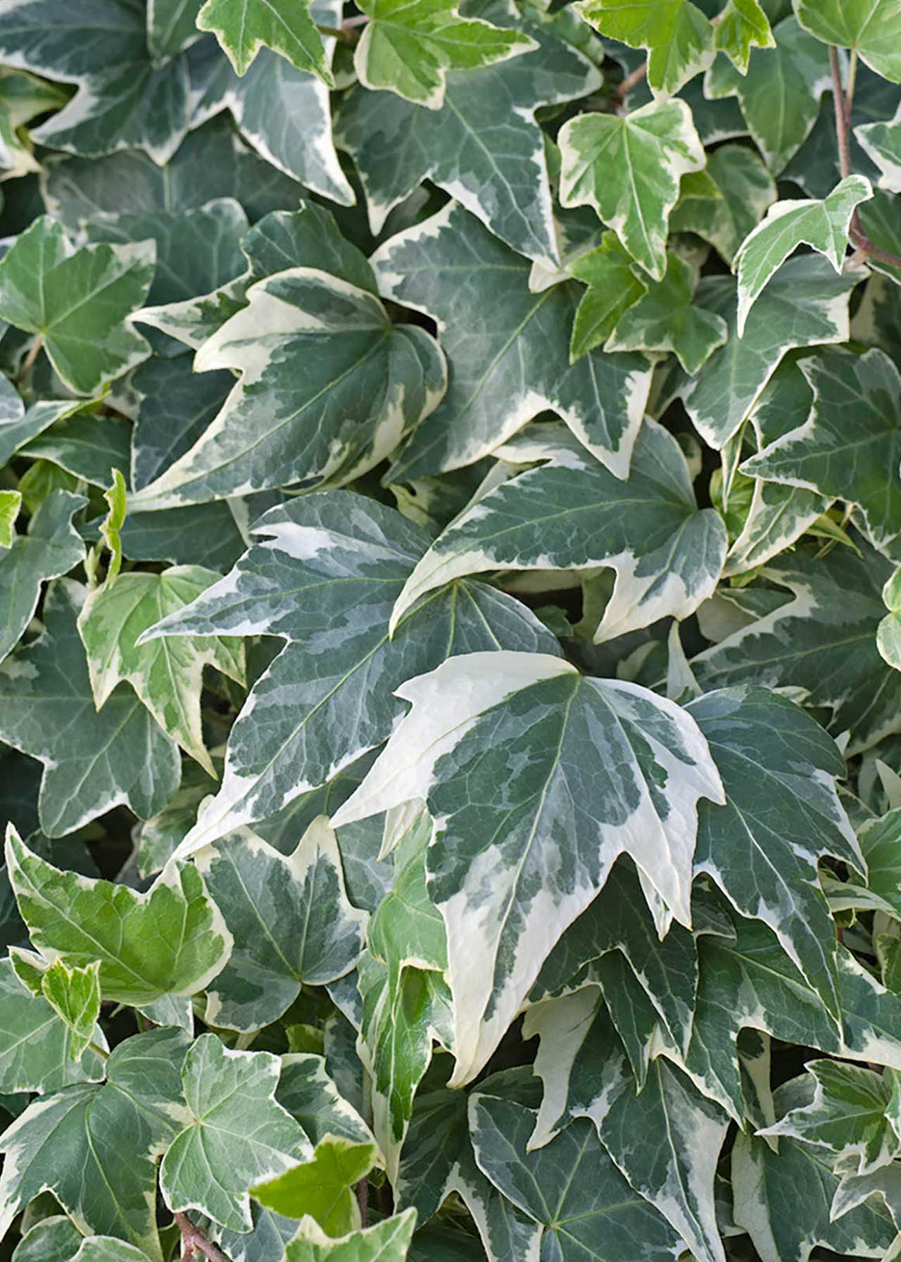 Ivy (Hedera) White Varigated 9cm - Stewarts Garden Centre
