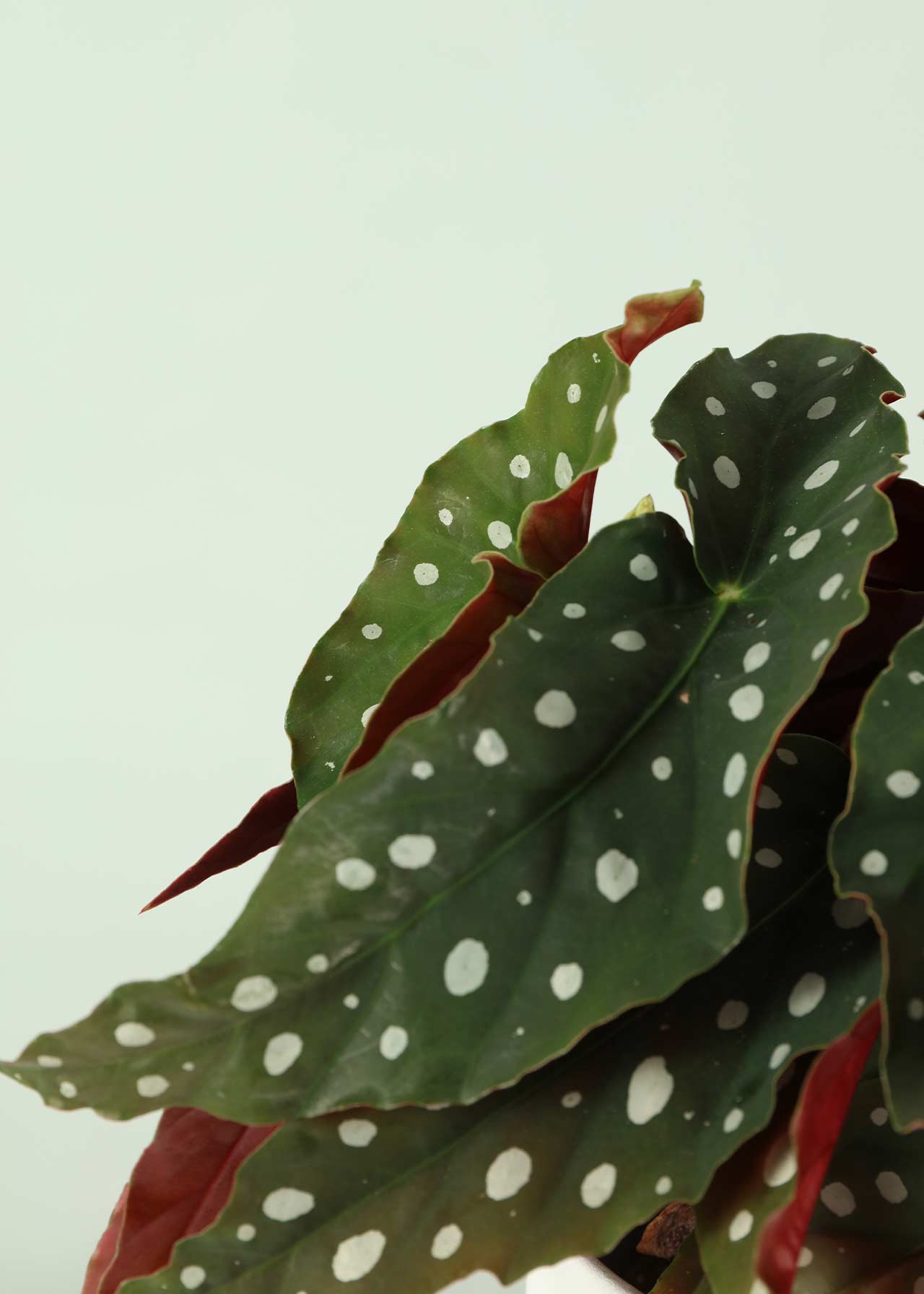 Begonia maculata 'Wightii' in Terracotta Pot 14cm Dobbies Garden Centres