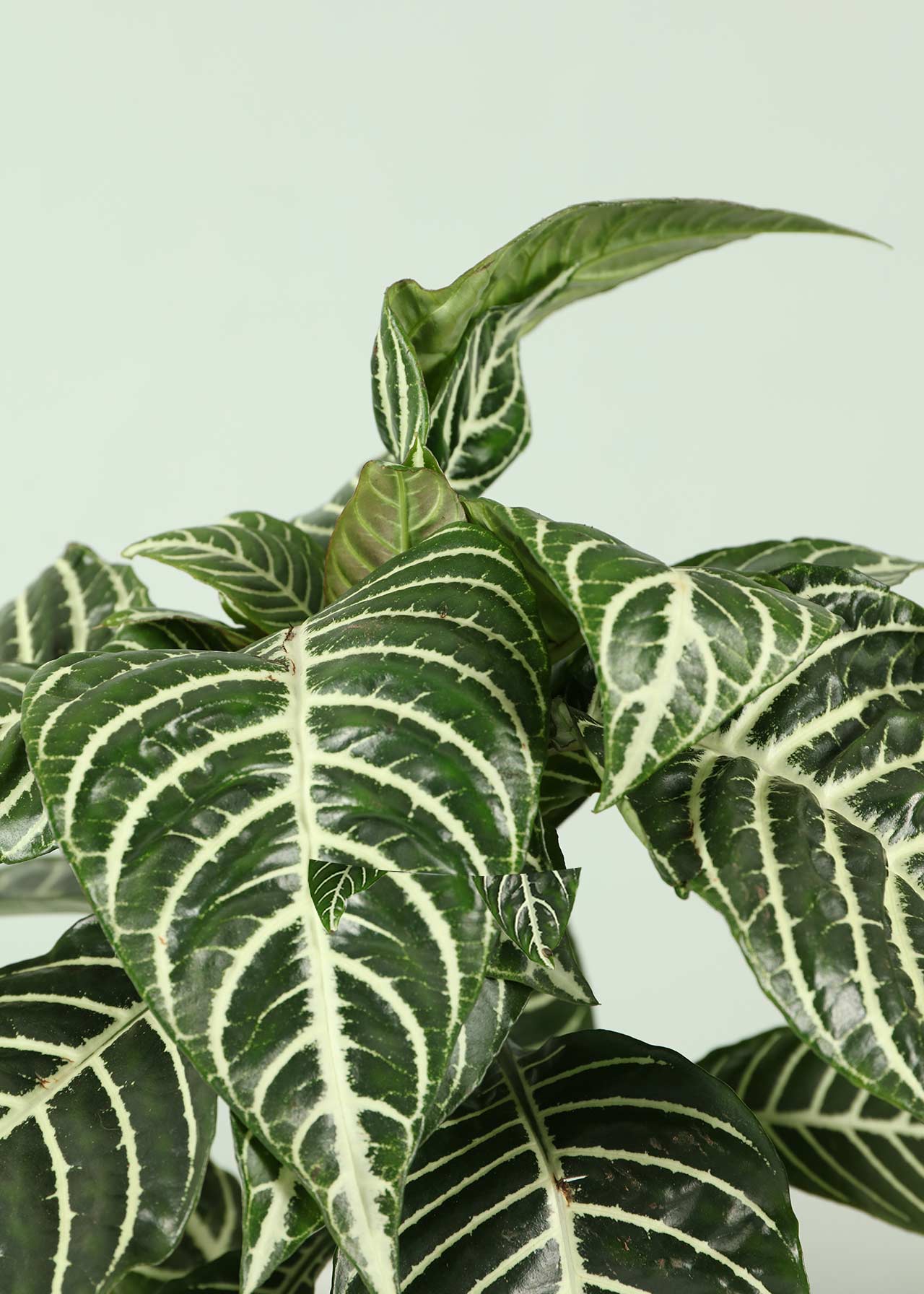 Aphelandra Botanica 13cm