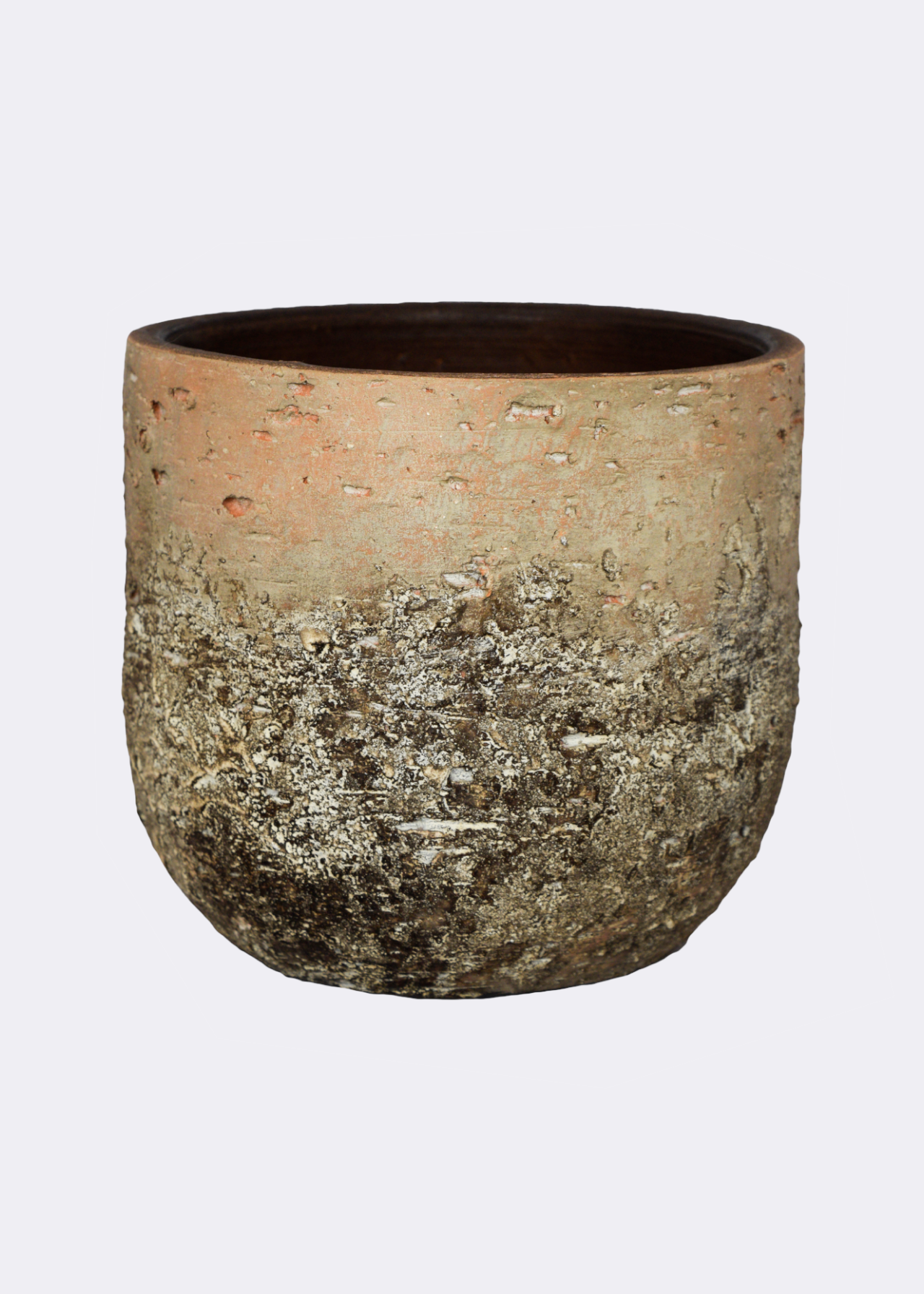 Albero planter 16cm