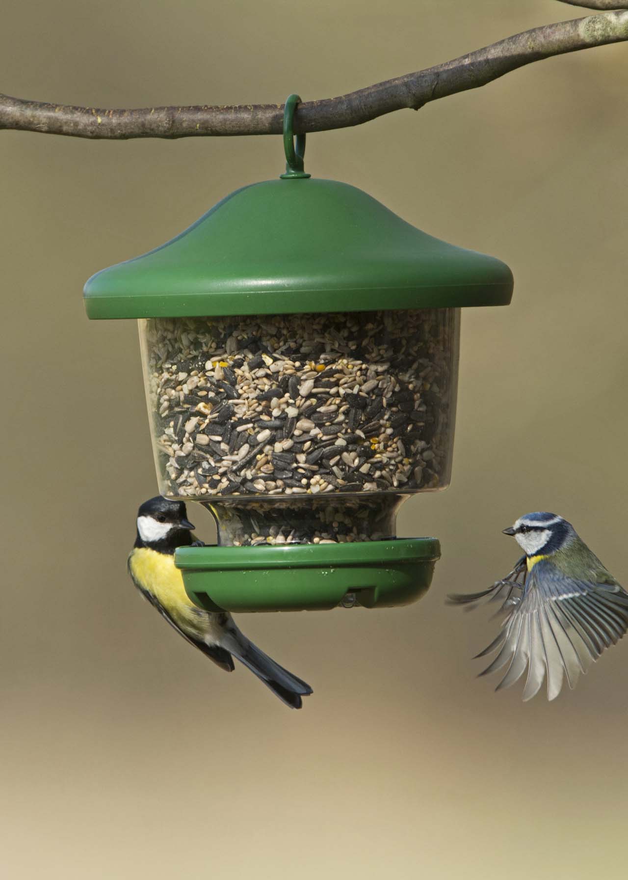 Small Bird Feeder Dobbies Garden Centres