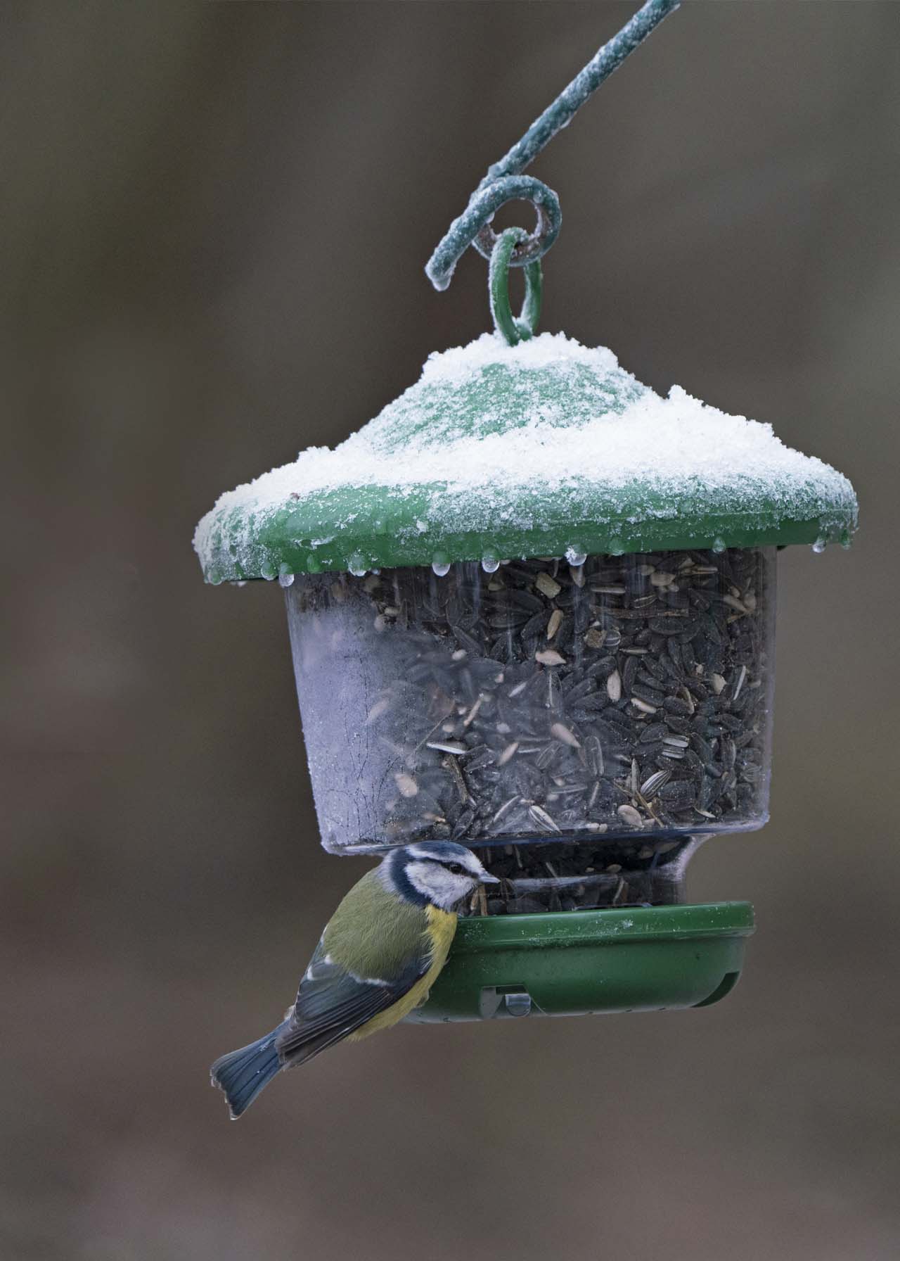 Small Bird Feeder Dobbies Garden Centres