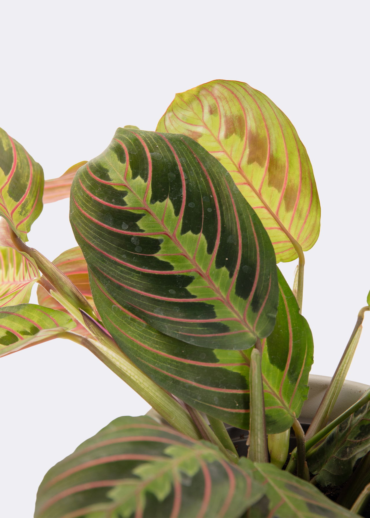 Maranta Leuconeura Fascinator 12cm