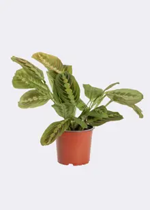 Marantha Leuconeura Fascinator 12cm