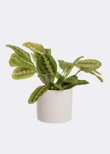 Marantha Leuconeura Fascinator 12cm