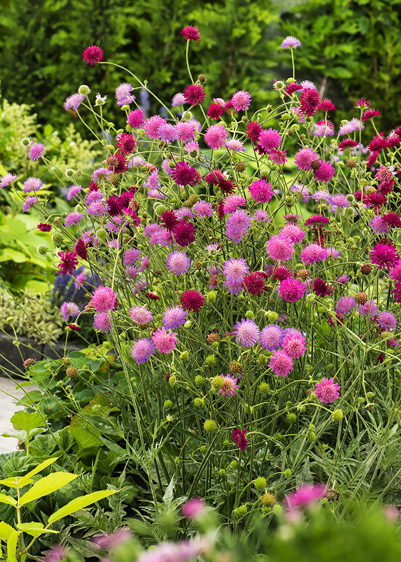 Knautia Macedonica Melton Pastels 1ltr