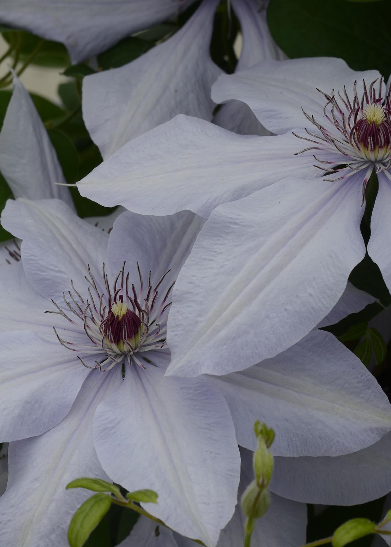 Clematis Bernadine Evipo061 3ltr