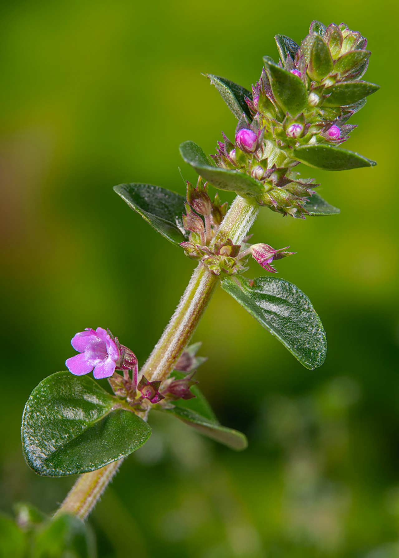 Thyme Broadleaf Tabor 8.5cm