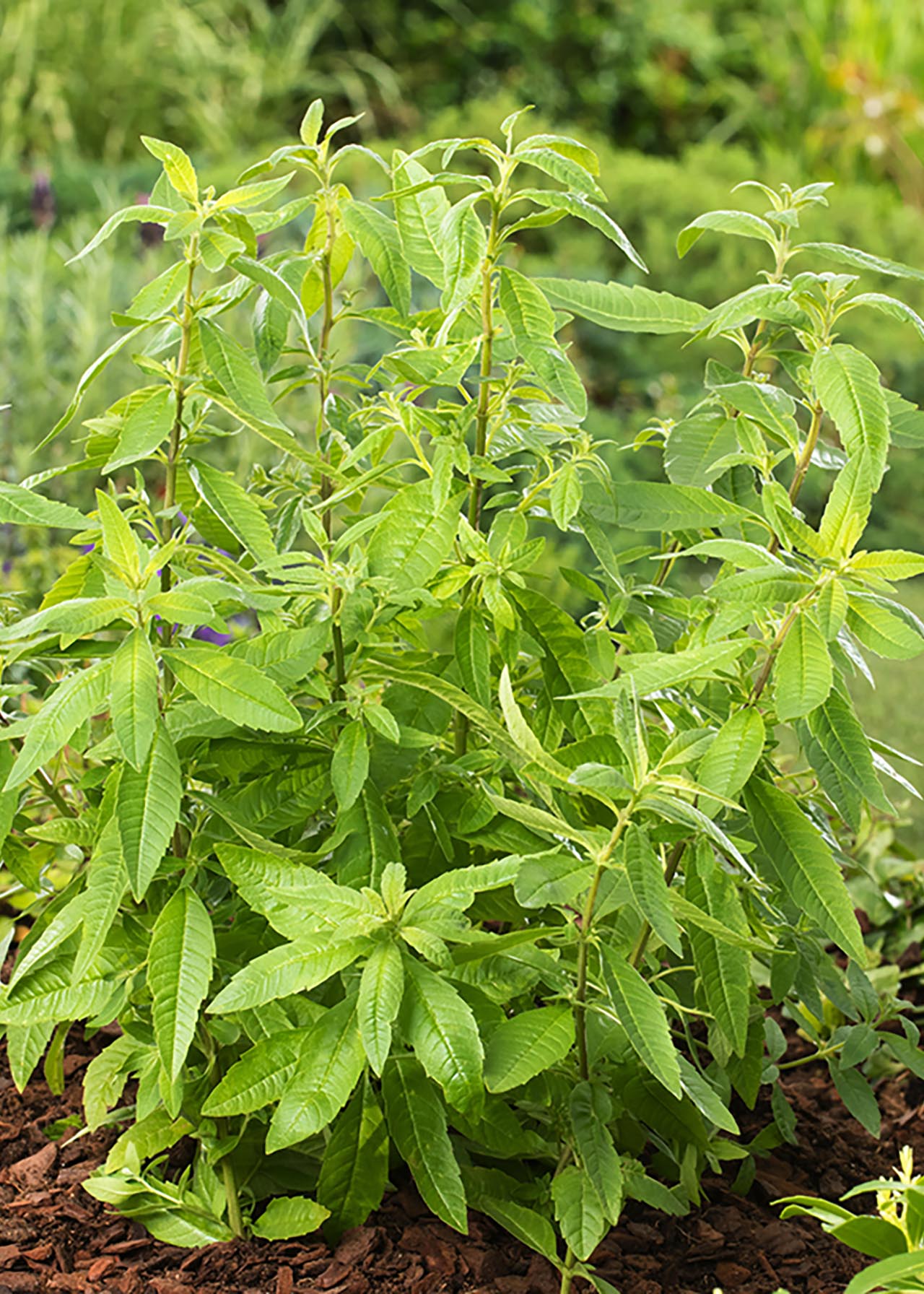 Verbena Lemon 1ltr