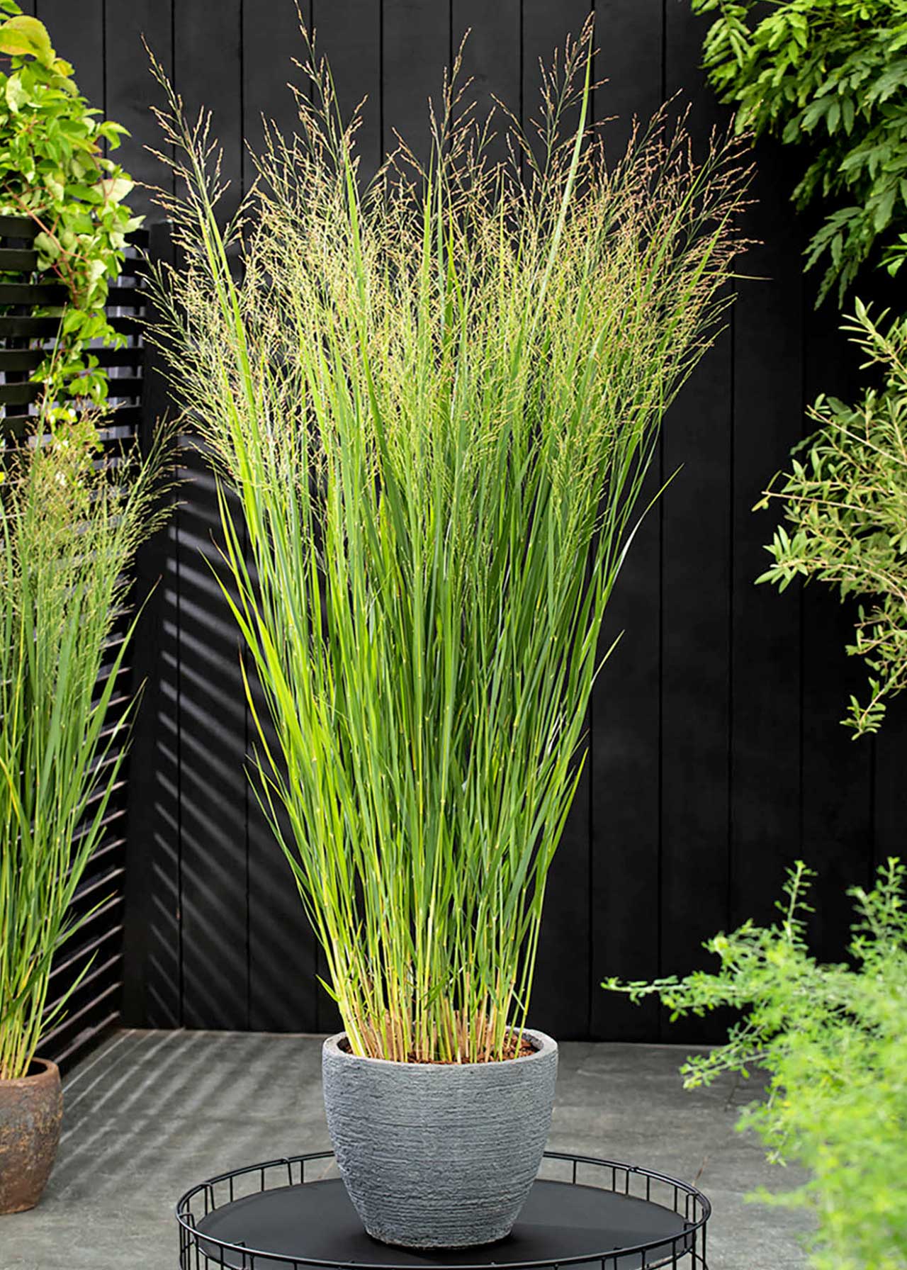 Panicum Northwind 5ltr
