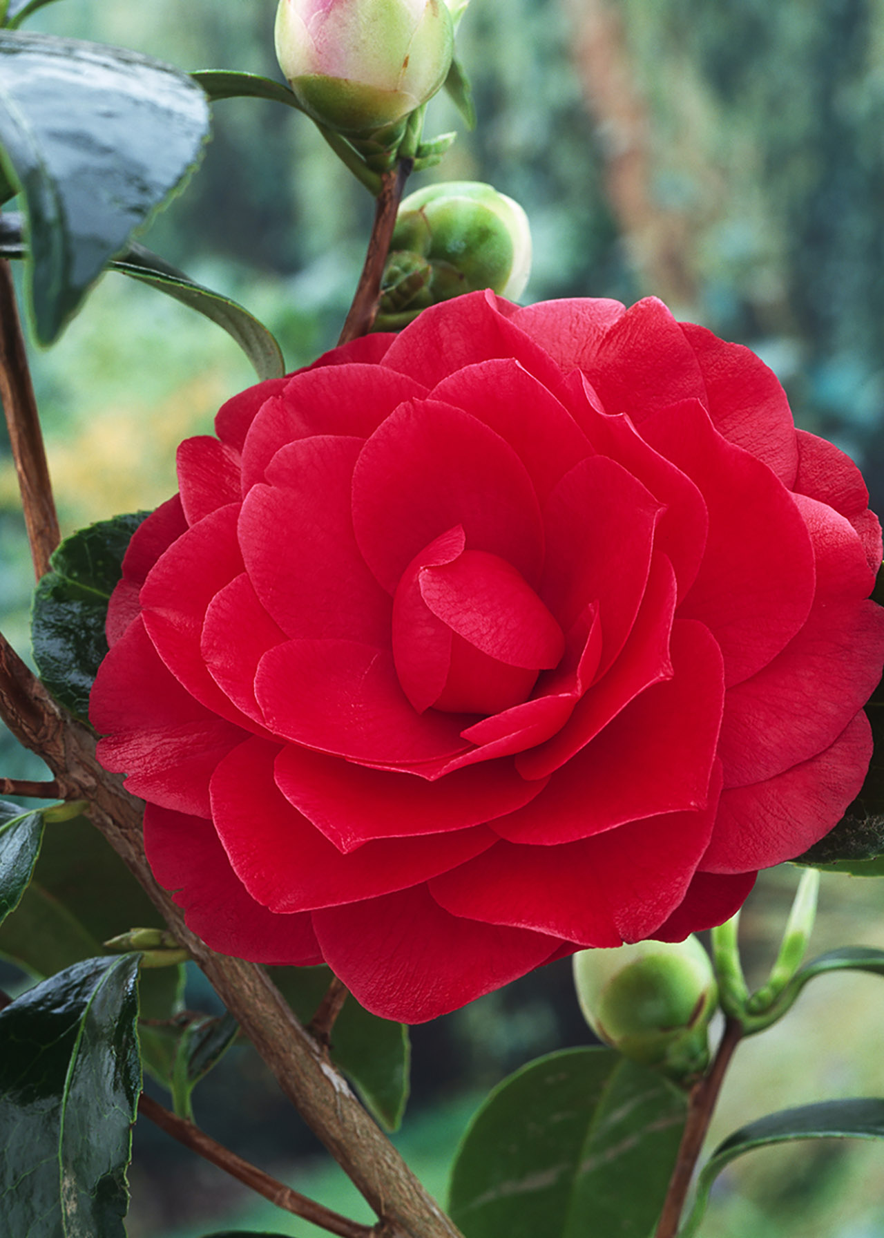Camellia jap. Black Lace 1.5ltr Dobbies Garden Centres