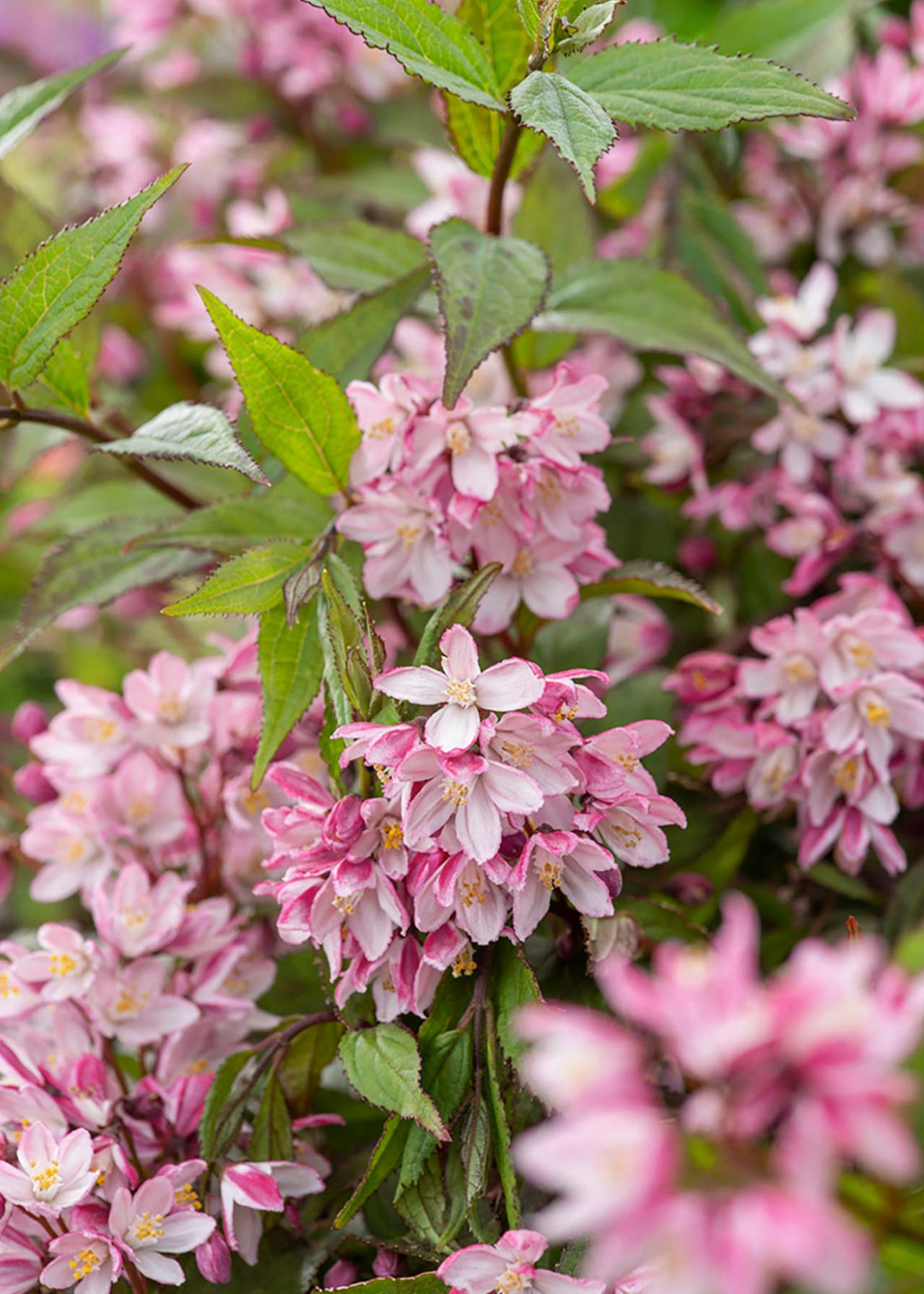 Deutzia Yuki Cherry Blossom 3ltr