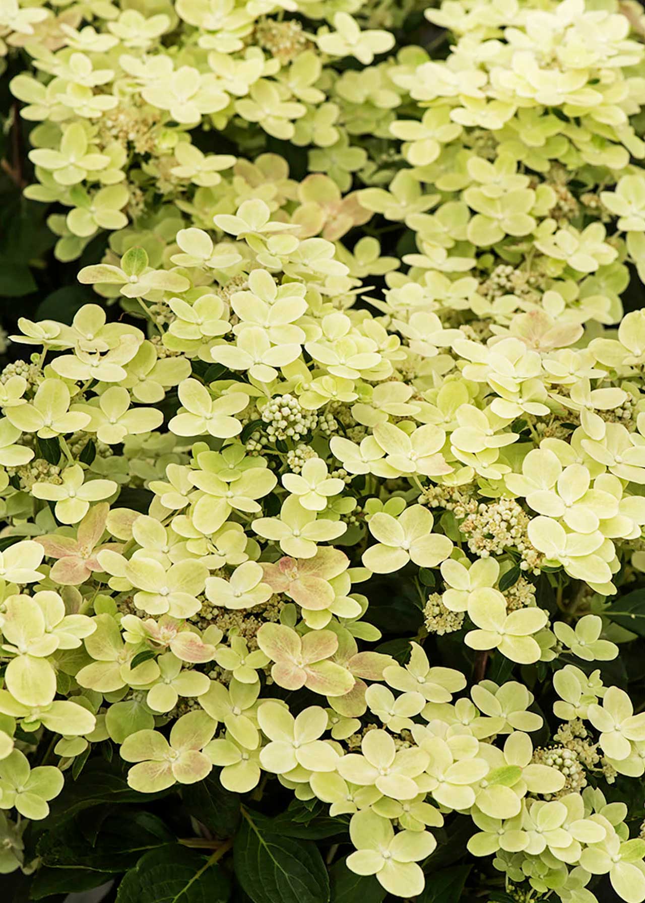 Hydrangea Switch Ophelia 1.5ltr