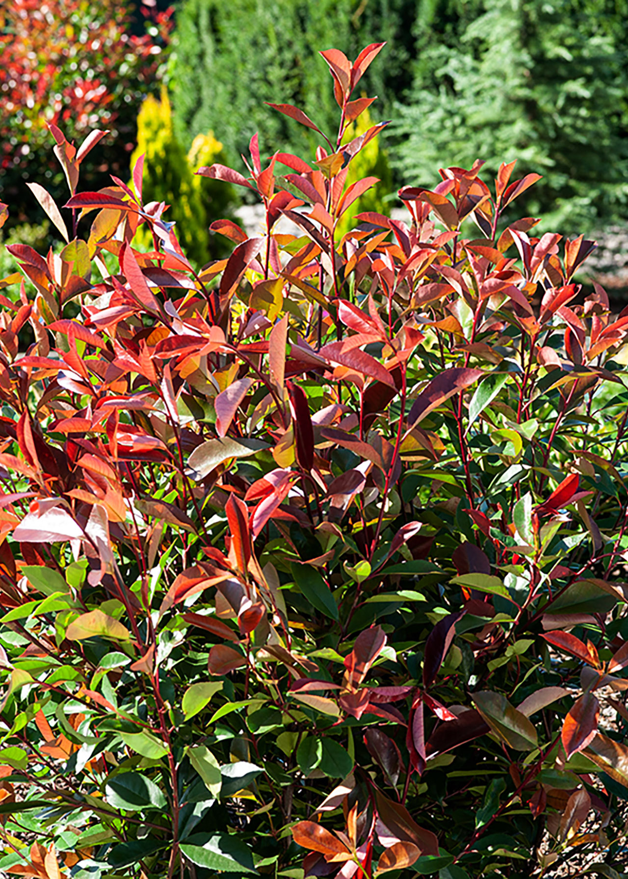 Photinia Red Robin 3ltr