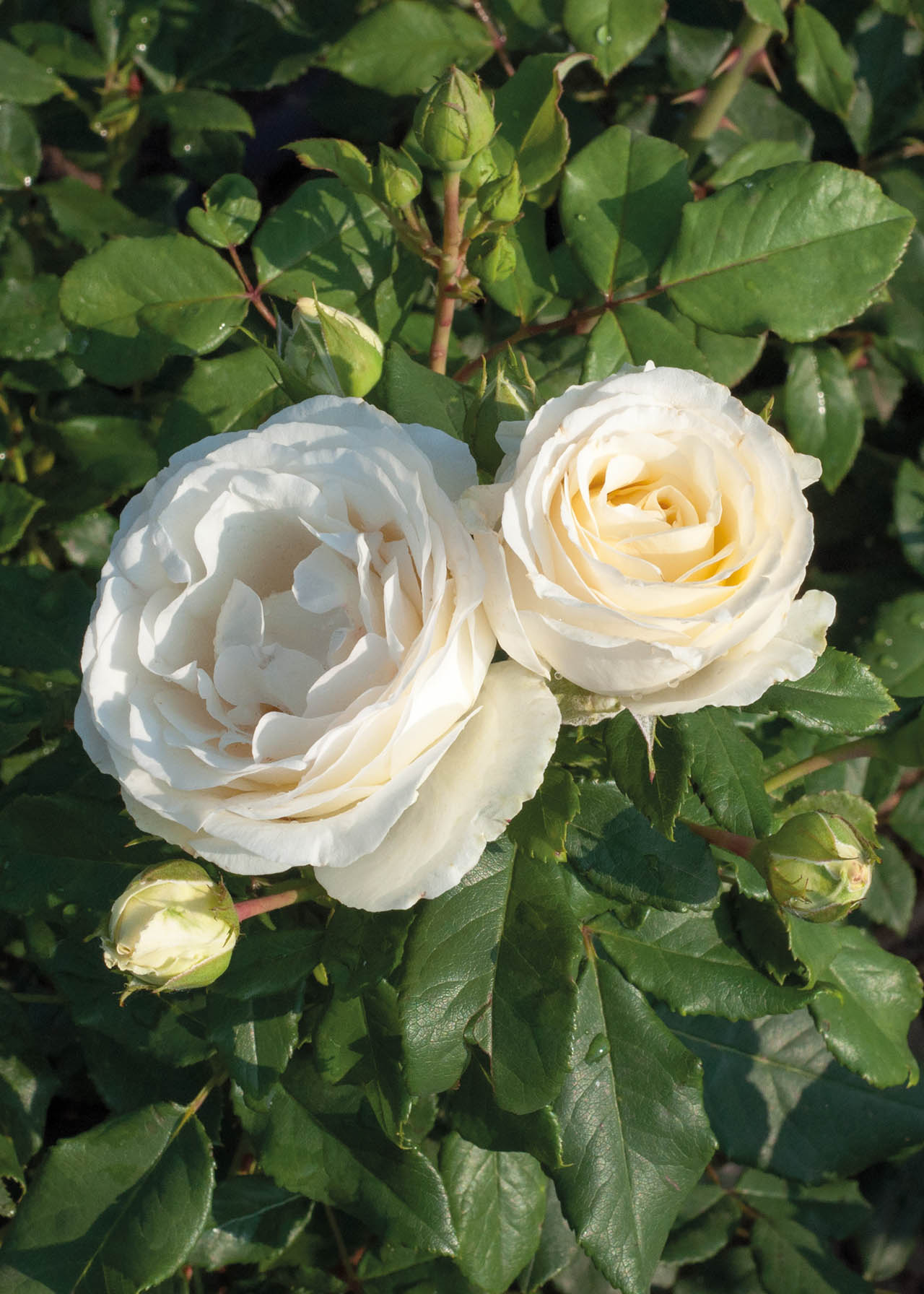 Rose Silver Celebration 3ltr | Dobbies Garden Centres