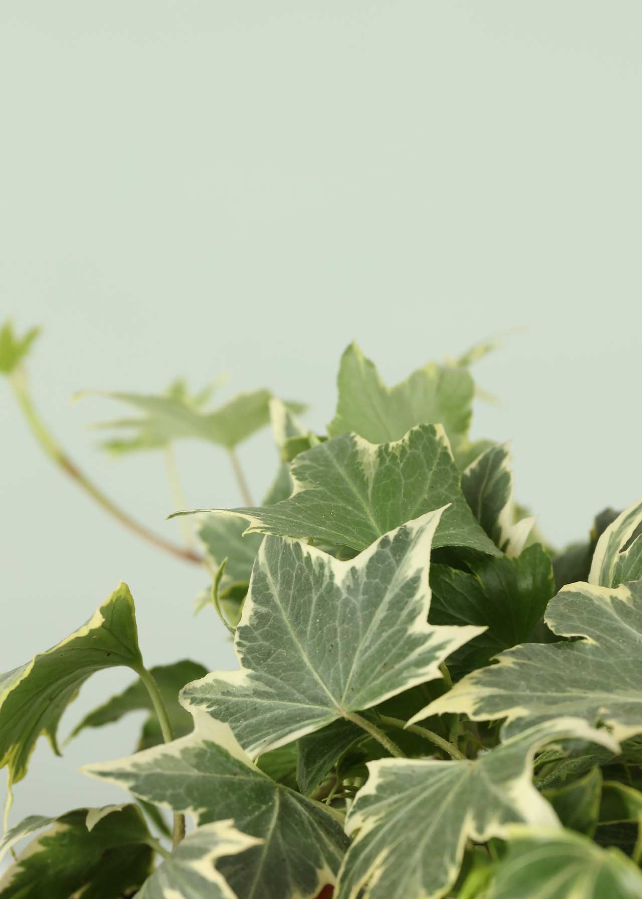Hedera Yellow Variegated 13cm