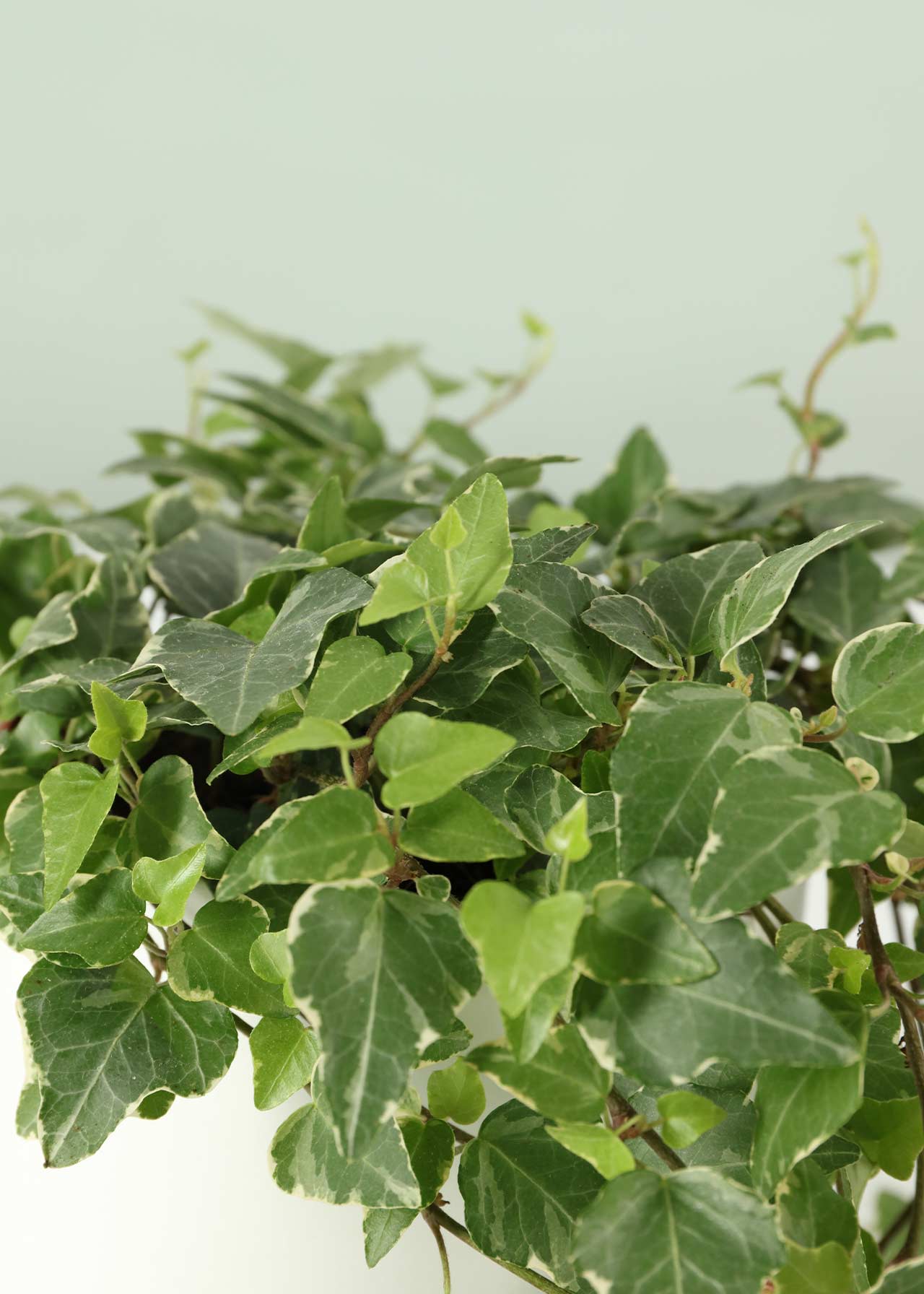 Hedera White Variegated 13cm