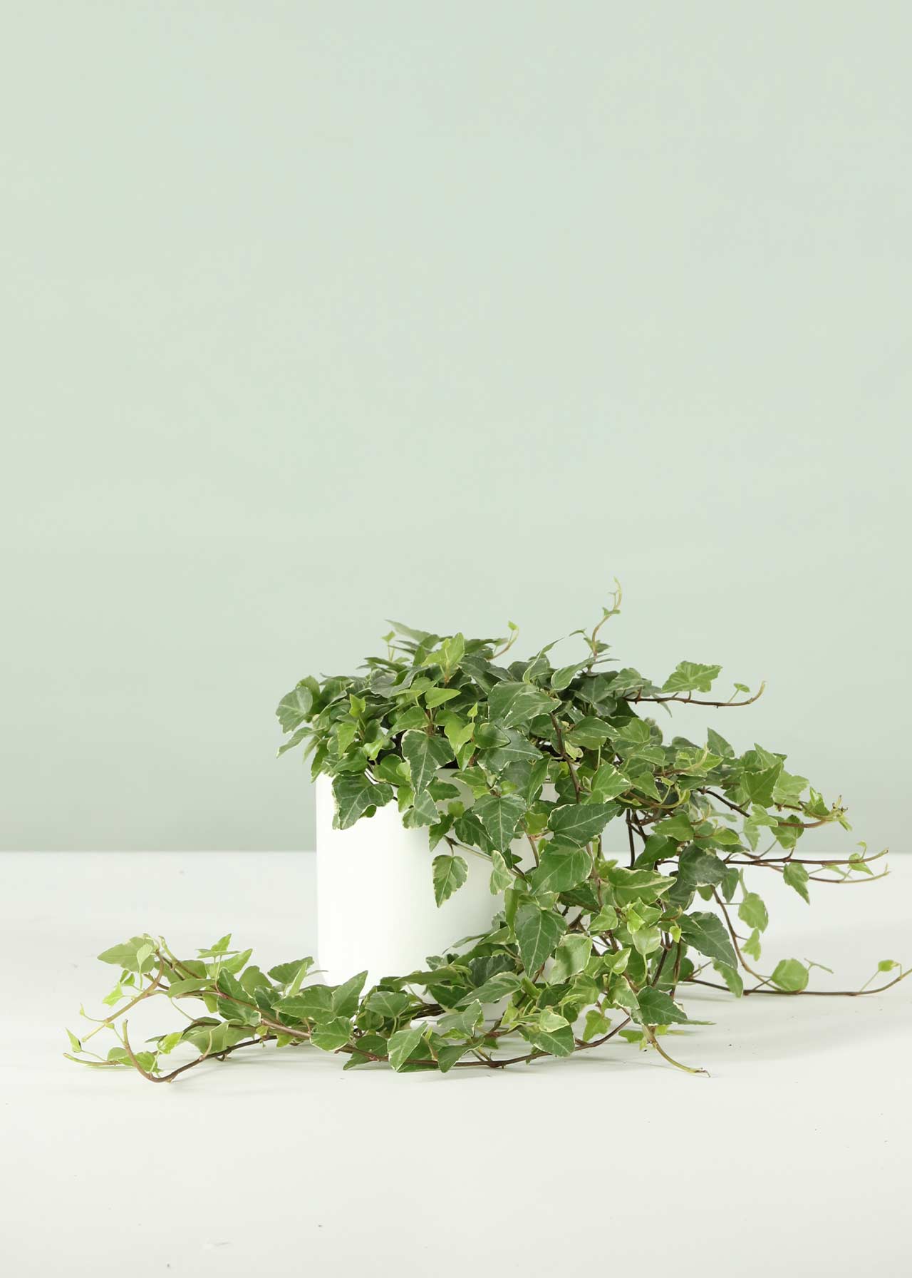 Hedera White Variegated 13cm | Dobbies Garden Centres