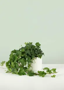 Hedera Green 13cm