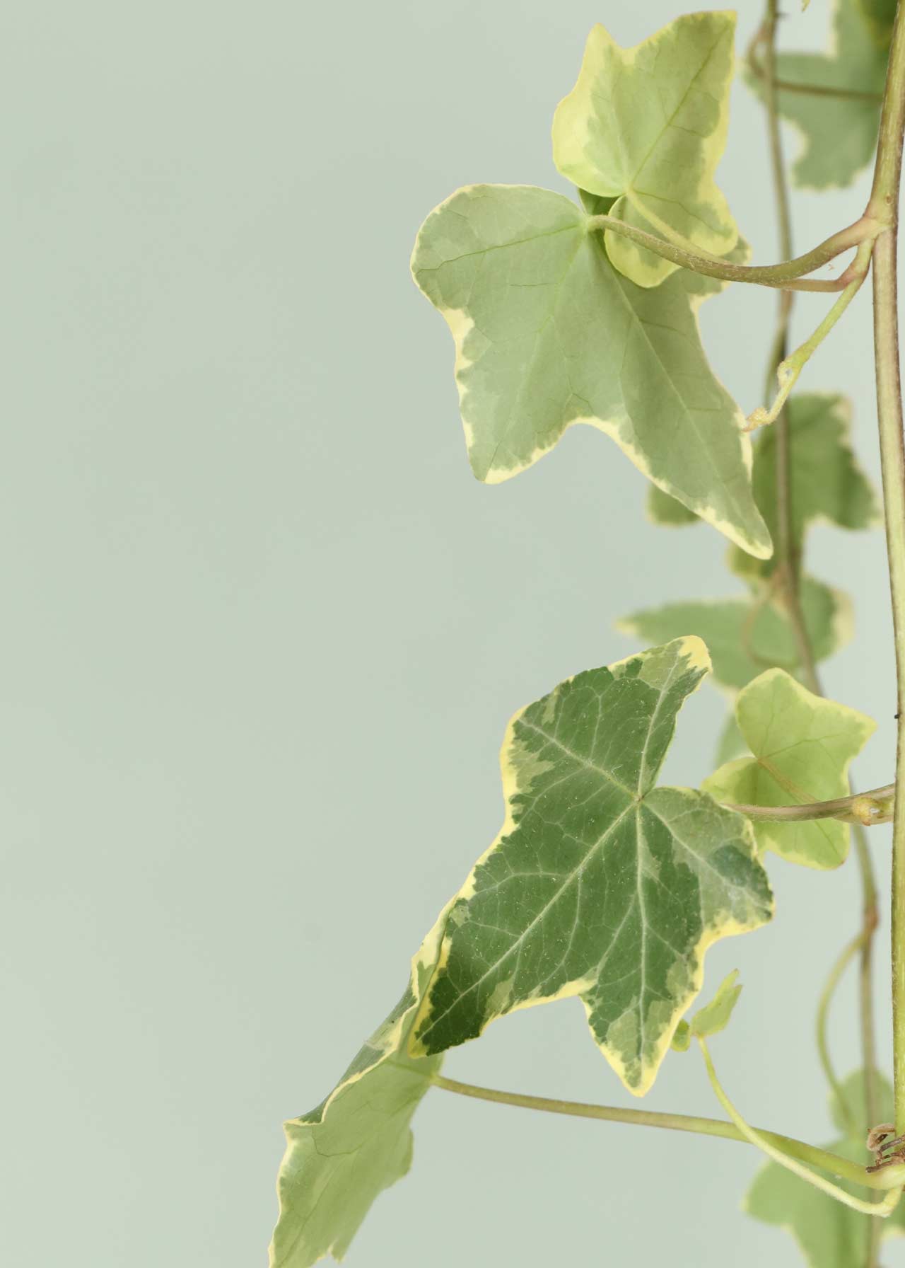 Hedera Yellow Variegated in Hanging Pot 19cm
