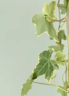Hedera Yellow Variegated in Hanging Pot 19cm