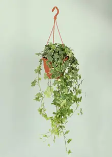 Hedera Yellow Variegated in Hanging Pot 19cm