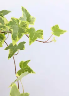 Hedera Yellow Variegated in Hanging Pot 19cm