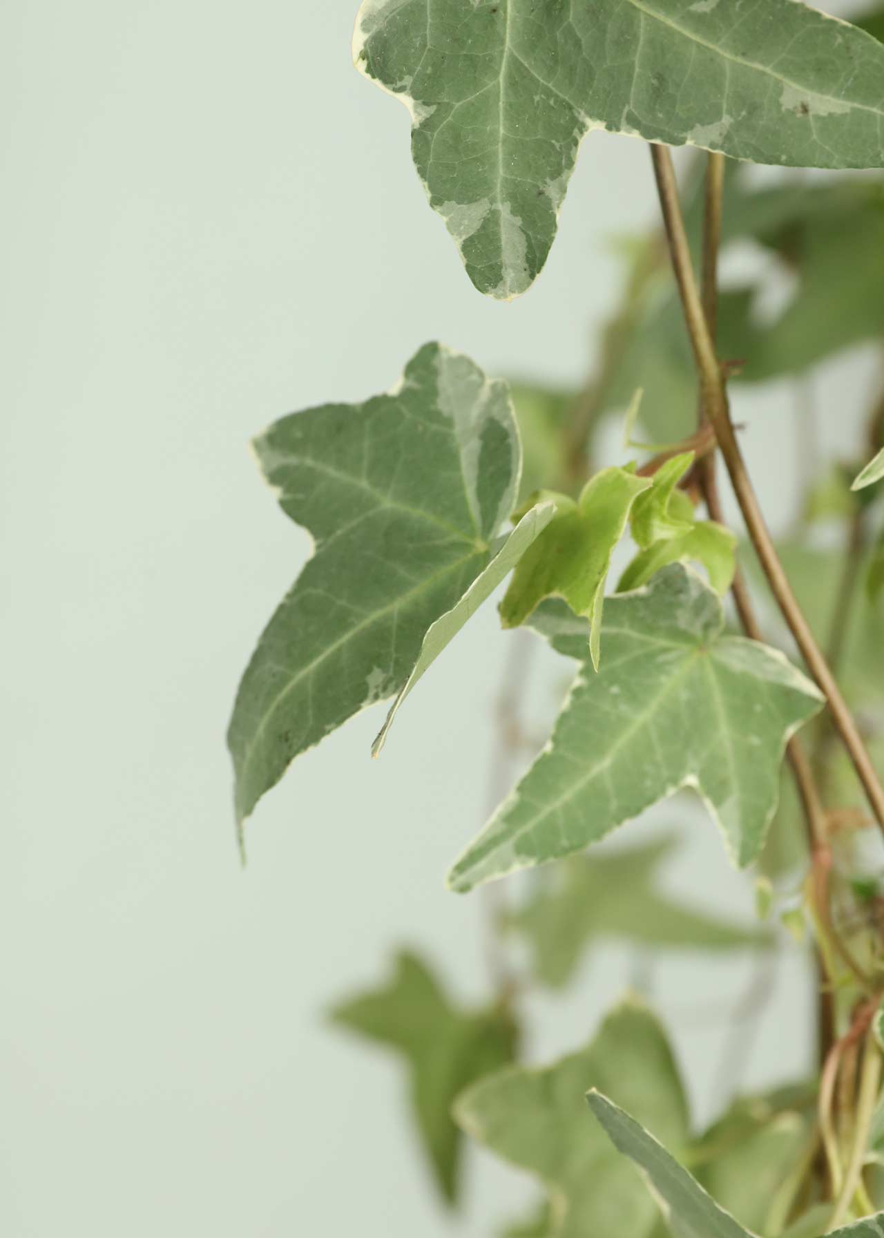 Hedera White Variegated in Hanging Pot 19cm