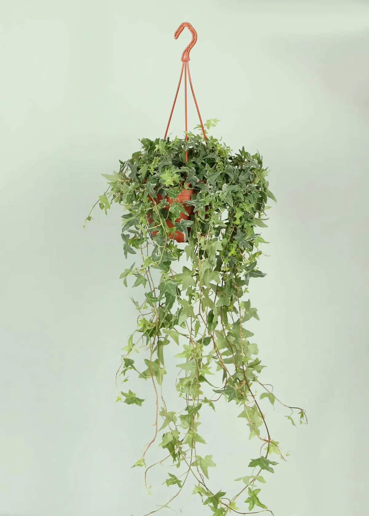 A photo of Hedera White Variegated in Hanging Pot 19cm