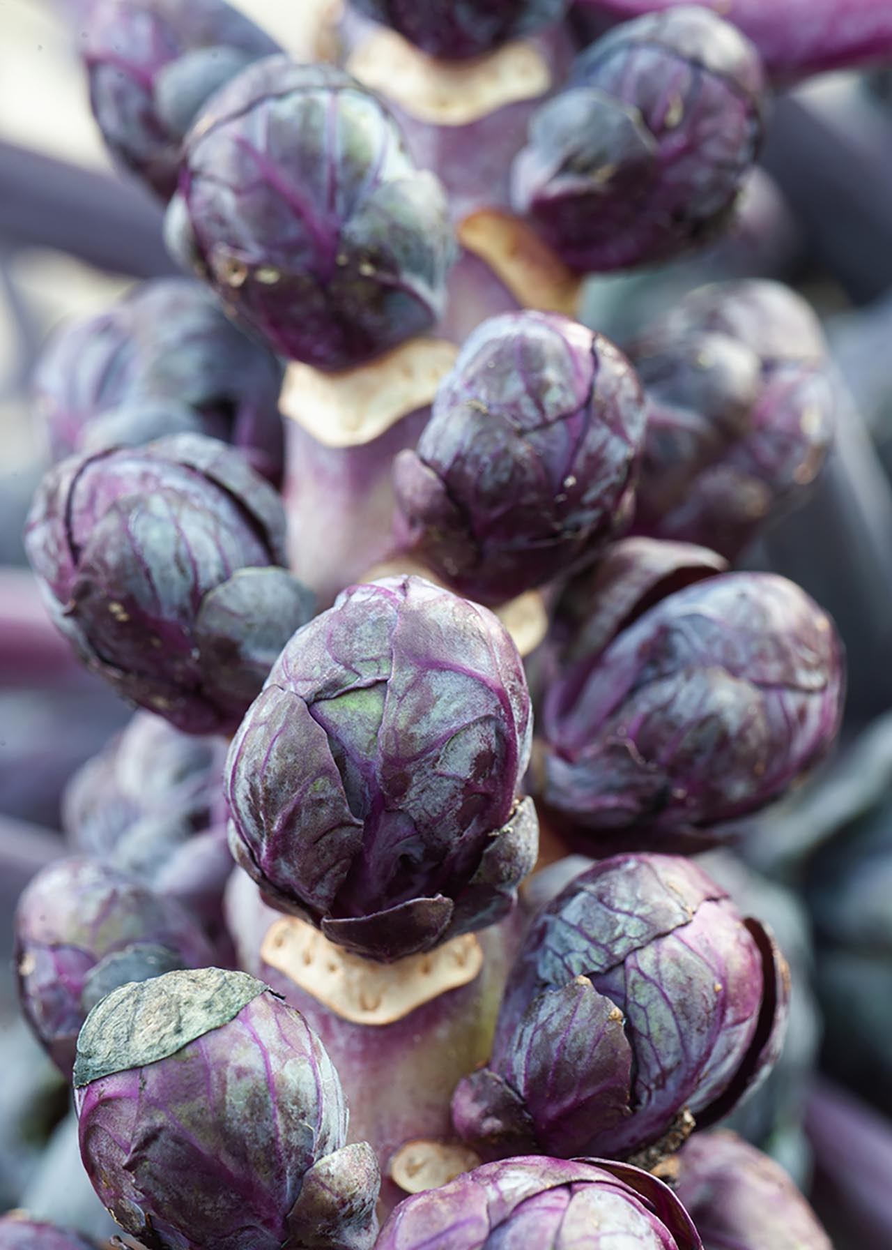 Brussel Sprouts Red Ball Strip