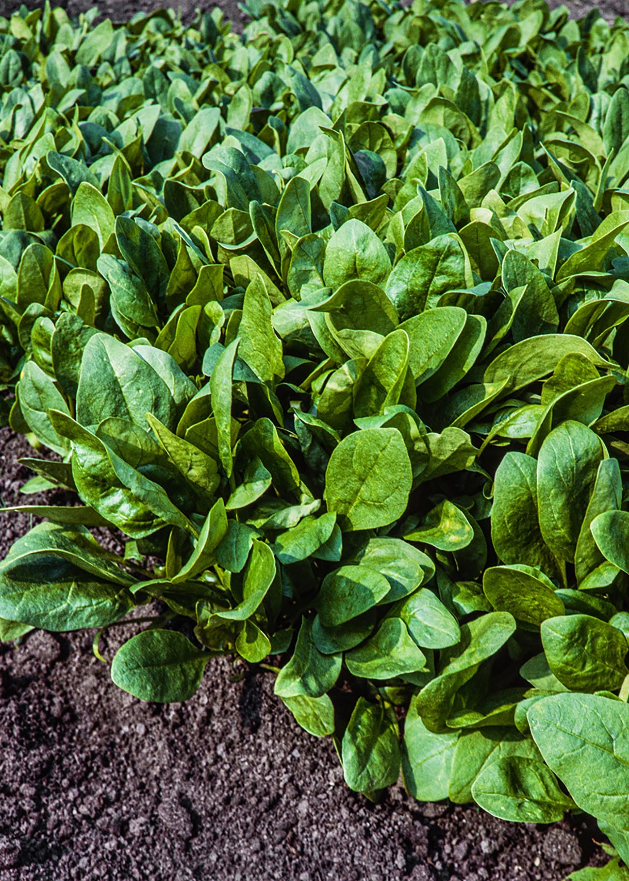 Spinach Baby Leaf Strip