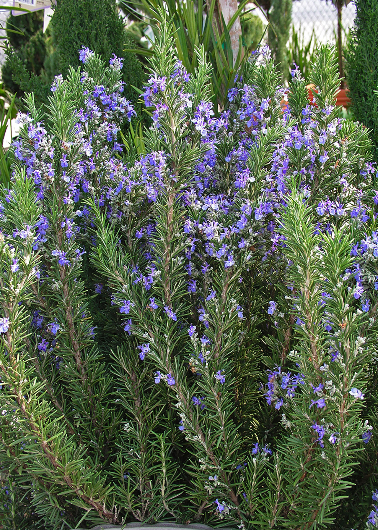 Rosmarinus Tuscan Blue 8.5cm