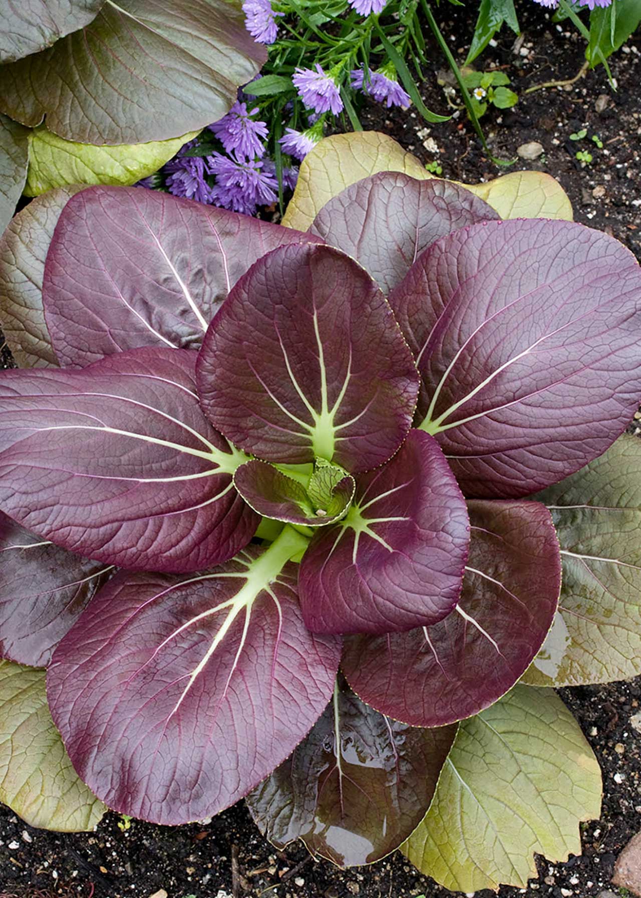 Pak Choi Red Strip